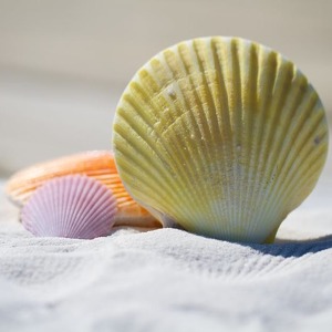 Team Page: Sons of Beaches